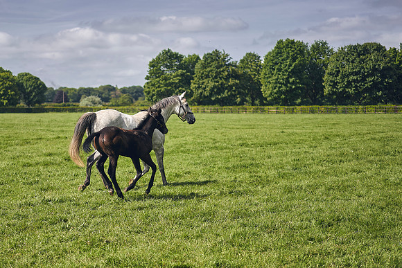 The-National-Stud-Dominic-James_DOM9564