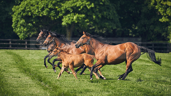 The-National-Stud-Dominic-James_DJ_5404