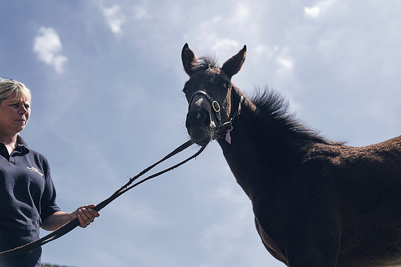 The-National-Stud-Dominic-James_DJ_4528
