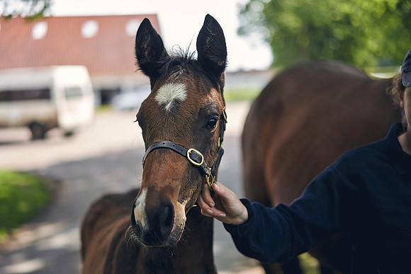 The-National-Stud-Dominic-James_DOM9554