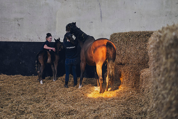 The-National-Stud-Dominic-James_DOM9430