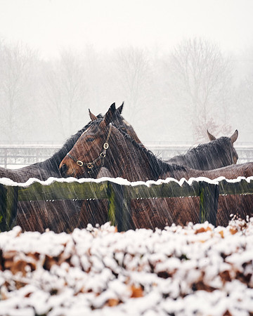 NATIONAL-STUD-27th-FEB-DJ-_DJ94207.ARW-5361
