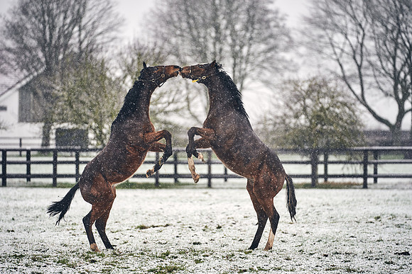 NATIONAL-STUD-27th-FEB-DJ-_DJ94640.ARW-5794