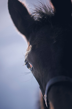 The-National-Stud-Dominic-James_DOM0460
