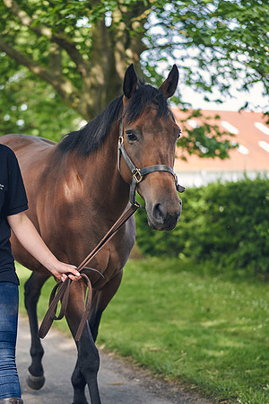 The-National-Stud-Dominic-James_DOM9668