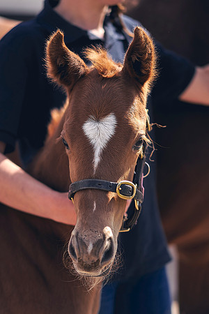 The-National-Stud-Dominic-James_DOM9811