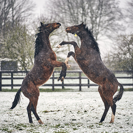 NATIONAL-STUD-27th-FEB-DJ-_DJ94642.ARW-5796