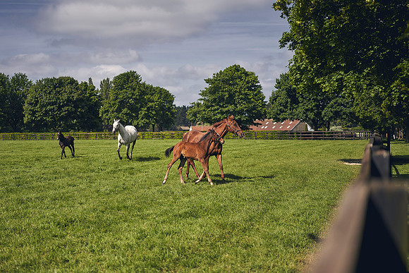 The-National-Stud-Dominic-James_DOM9566