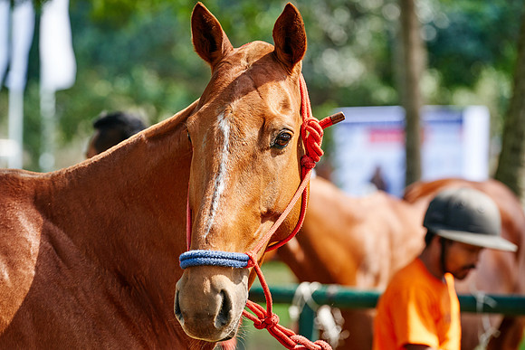 THAI-POLO-OPEN-2019_DJ_9141
