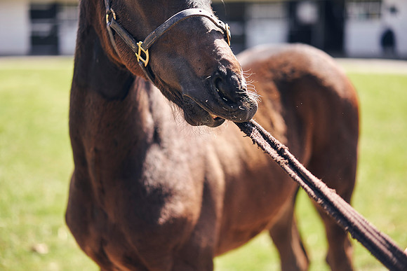 The-National-Stud-Dominic-James_DOM0308