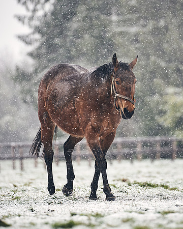 NATIONAL-STUD-27th-FEB-DJ-_DJ94841.ARW-5995