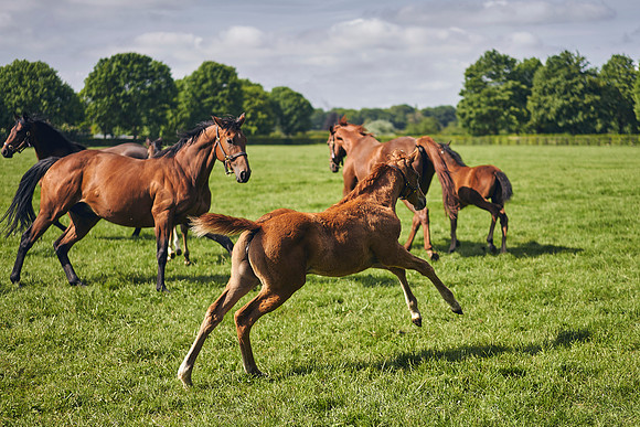 The-National-Stud-Dominic-James_DOM9560