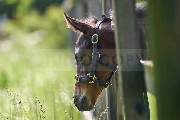 The-National-Stud-Dominic-James_DJ_5028