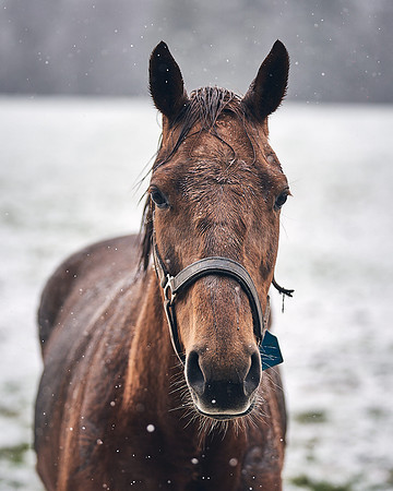 NATIONAL-STUD-27th-FEB-DJ-_DJ95042.ARW-6196