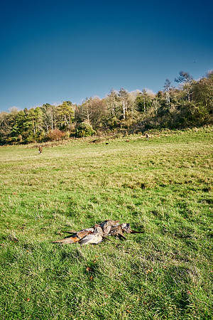 Chip-Thomas-002-DominicJames_DSC2476