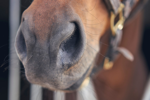 The-National-Stud-Dominic-James_DOM9738