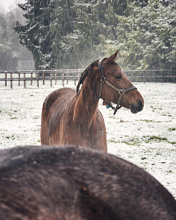 NATIONAL-STUD-27th-FEB-DJ-_DJ95079.ARW-6233