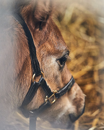 NATIONAL-STUD-27th-FEB-DJ-_DJ95135.ARW-6289