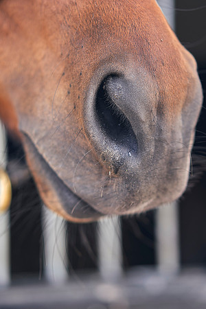 The-National-Stud-Dominic-James_DOM9737