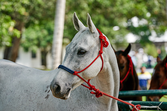 THAI-POLO-OPEN-2019_DJ_9150