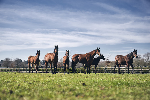 NATS-STUD-FOALS-2020-DJ-0754