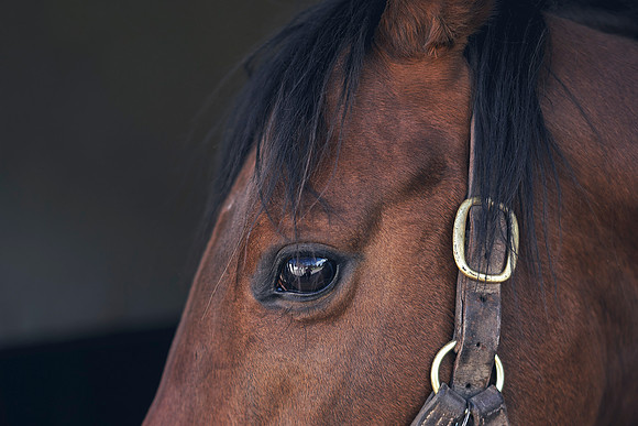 The-National-Stud-Dominic-James_DOM9776