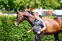 NS 2025 STALLIONS LOPE-0005