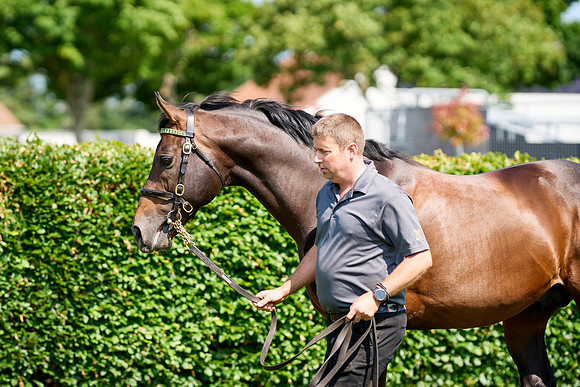 NS 2025 STALLIONS LOPE-0005