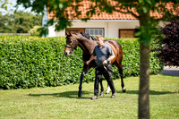 NS 2025 STALLIONS LOPE-0001