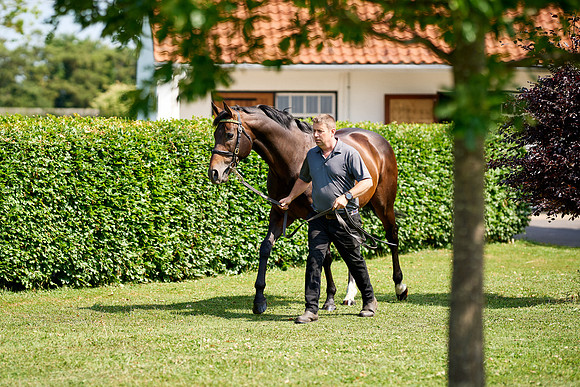 NS 2025 STALLIONS LOPE-0001