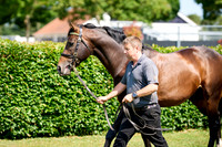 NS 2025 STALLIONS LOPE-0004