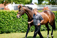 NS 2025 STALLIONS LOPE-0003