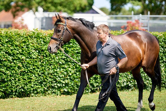NS 2025 STALLIONS LOPE-0003