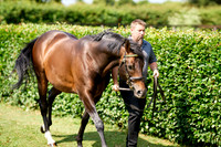 NS 2025 STALLIONS LOPE-0008