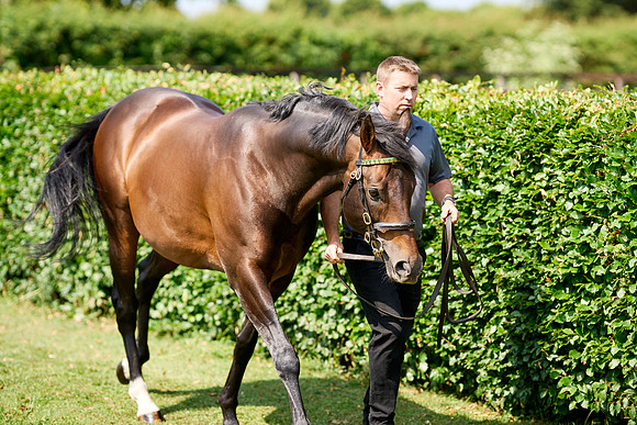 NS 2025 STALLIONS LOPE-0008