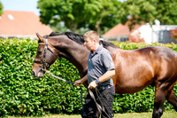 NS 2025 STALLIONS LOPE-0006