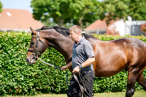 NS 2025 STALLIONS LOPE-0006