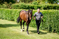 NS 2025 STALLIONS LOPE-0009