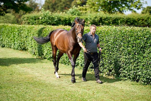 NS 2025 STALLIONS LOPE-0007