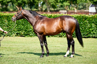 NS 2025 STALLIONS LOPE-0014