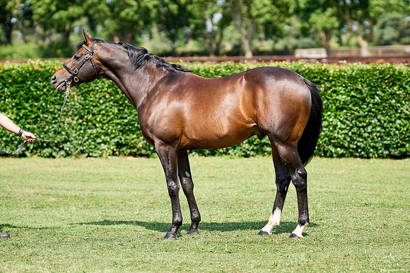 NS 2025 STALLIONS LOPE-0013