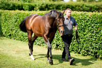 NS 2025 STALLIONS LOPE-0011