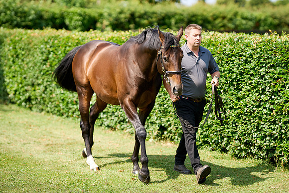 NS 2025 STALLIONS LOPE-0011