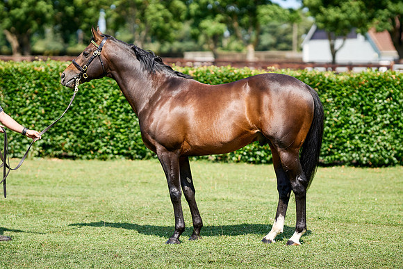 NS 2025 STALLIONS LOPE-0018