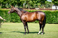 NS 2025 STALLIONS LOPE-0015