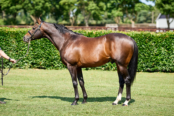 NS 2025 STALLIONS LOPE-0015