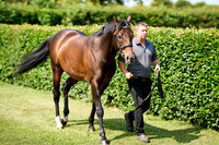 NS 2025 STALLIONS LOPE-0012
