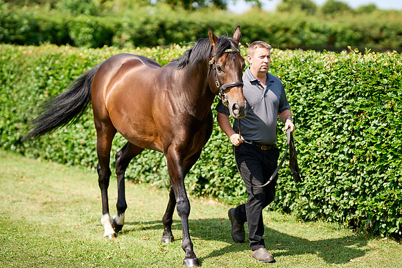 NS 2025 STALLIONS LOPE-0012