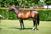 NS 2025 STALLIONS LOPE-0016