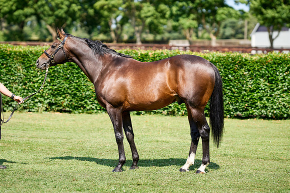 NS 2025 STALLIONS LOPE-0016
